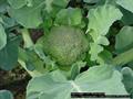 Brassica oleracea var. italica